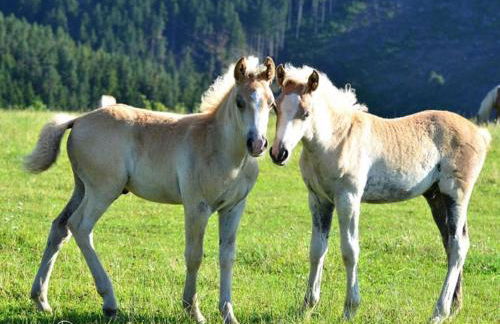Haflinger Reiterhof Meura - Foto 4