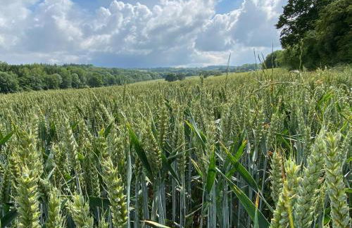Amazing cottage right in the heart of Ewhurst Green, overlooking Bodiam Castle - Foto 26