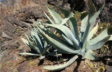 Apartment Haus Lang - Foto 43