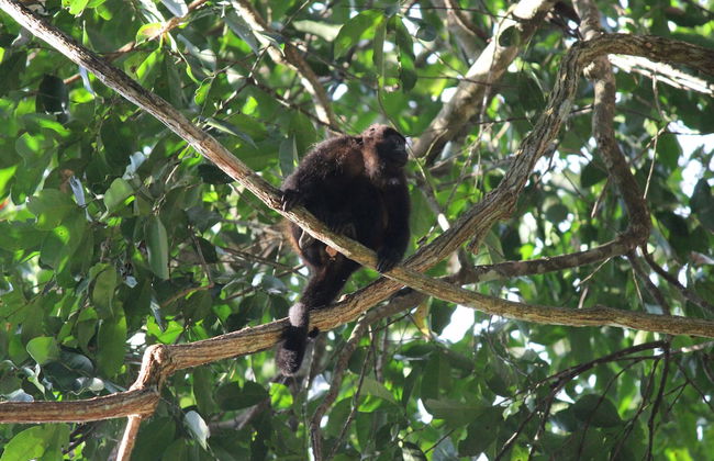 Villas de Oros - Foto 28