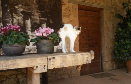 Villa Feia - Photo 38