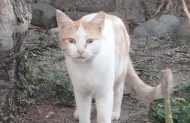 The Garden House - Foto 6