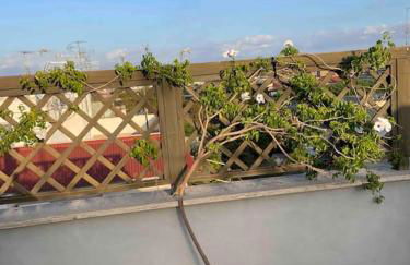 Terrazza Talenti - Foto 8