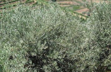 maison du olival - Foto 18