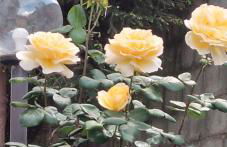 Terrazza di Elsa - Foto 32