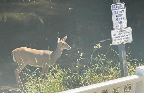 STAIRS OPTIONAL! Lakefront! Pool! On Water! Convenient Fishing! - Photo 30