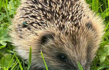 The Granary - Wild Swimming, Sauna, Peace & Quiet, Nr Bala - Photo 32