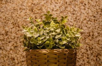 Casa Abraao by AL Belmonte - Foto 37