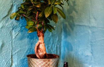 Souterrainwohnung mit großem Garten und Sauna - Photo 17