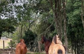 Sitio em Araçoiaba, com Lazer completo! - Foto 61