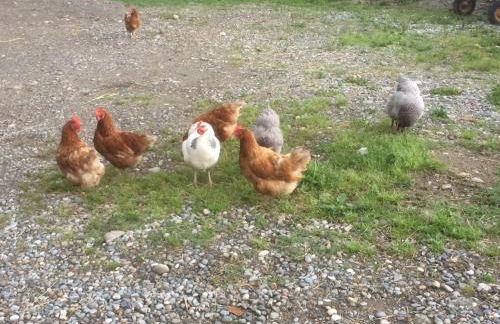 Agriturismo La Betulla - Photo 138