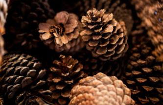 Bungalow B2 - Nature, Beach & River - Photo 22