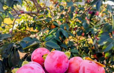 Monte da Esperança - Foto 72