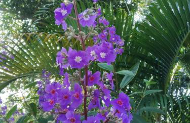 SÍTIO CONQUISTA FELIZ - Foto 28