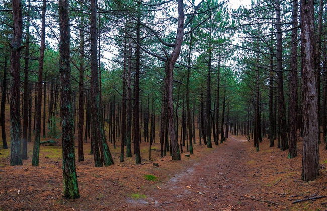 Detached Holiday Home in Schoorl With Garden - Photo 28