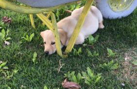 Sítio por do Sol - Pedra Azul - ES - Photo 54