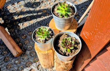 Opawski Zakątek 43 - Foto 4