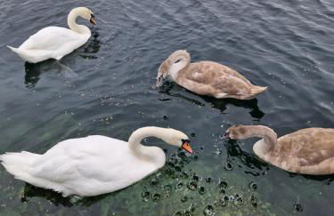 Lakeside Holiday Home with Hot Tub - Foto 16