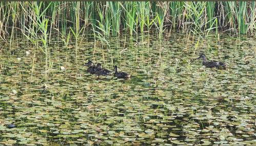 Beckley Place - Foto 3