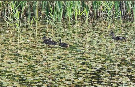 Beckley Place - Foto 3