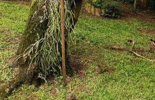 Tiny House II - Sítio dos Wolff - Foto 23