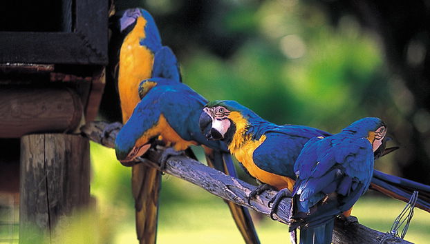 Selwo Aventura - Estepona - Foto 5