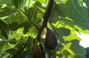 Agriturismo Il Giardino Degli Olivi Appartamenti - Foto 45