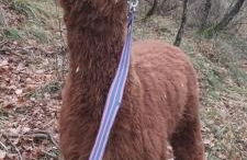 L'ALPACA DELLA ROSSA - AGRITURISMO - Foto 68