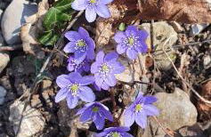Stephanie Residence - in the heart of Alps above Varenna, Lake Como - Foto 33