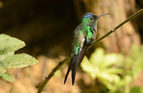 Vista Alegre Ecoaventuras, trilhas e cachoeiras - Foto 20