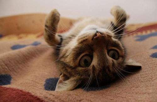 Haus Koblizek - Foto 28