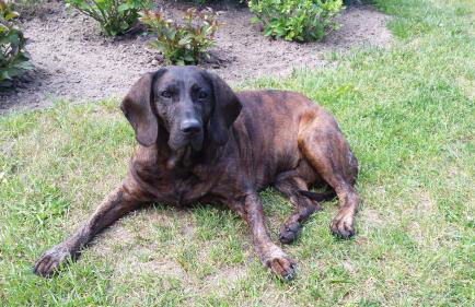 Ferienhaus Storchenweg - Foto 39