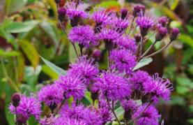 Historic Canal Home on Nature Preserve - Foto 80