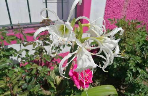 Westerland House - Foto 50