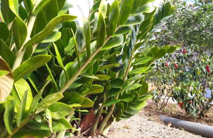 Edara Home - Vivienda completa - Photo 4