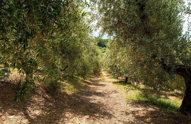 Snug Holiday Home in Castagneto Carducci near Thermal Bath - Foto 38