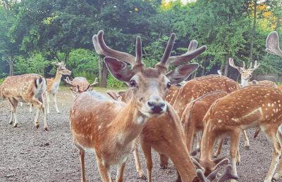 Plitvice Apis - Foto 63