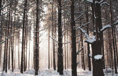 Leśna 21 Dom Południe przy PUSZCZA BIAŁOWIESKA - Foto 55