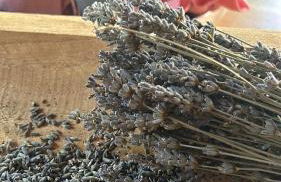 Azienda Agricola Il Querceto - Foto 11