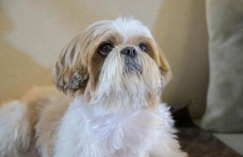 Radisson Residences Savoia Palace Cortina d’Ampezzo - Foto 52