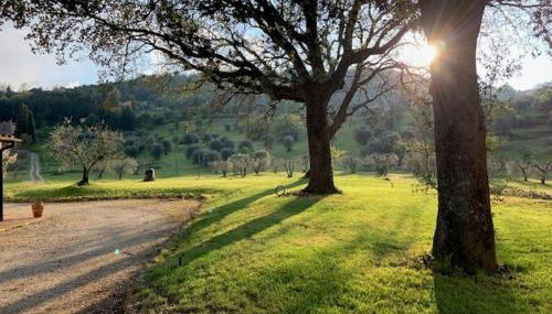 Podere Montaione - Foto 4, Garden