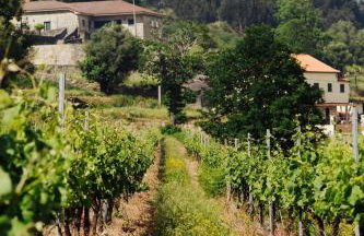 Quinta de Reis - Foto 14