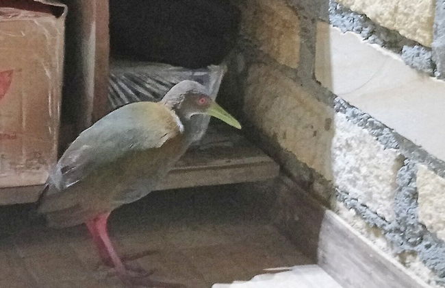 Tiny House Garden - Praia Grande - SC - Foto 20