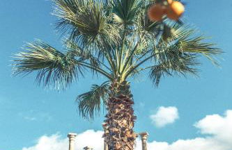 Finca Cas Sant - Foto 68