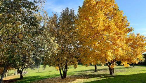 GATTO IN VIGNA - Foto 4