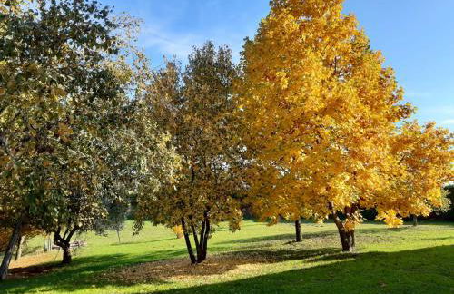 GATTO IN VIGNA - Foto 4