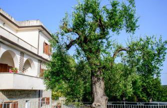 Villa Rosa Cilento - Foto 55