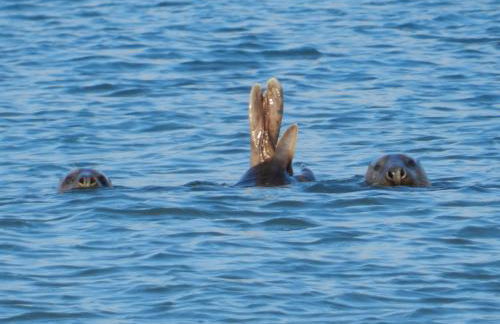 Aparthotel Des 2 Caps - Foto 15