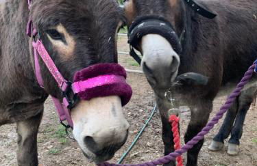 Hertford farm Woodland cabin pet friendly firepit bbq - Foto 32