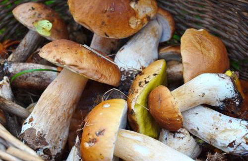 Wierzchy 34 - Photo 41